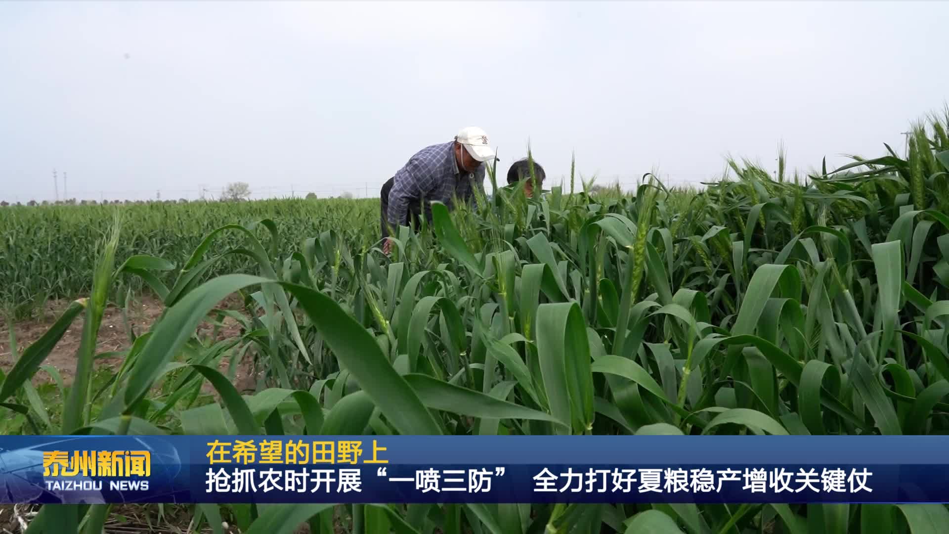 在希望的田野上  抢抓农时开展“一喷三防” 全力打好夏粮稳产增收关键仗
